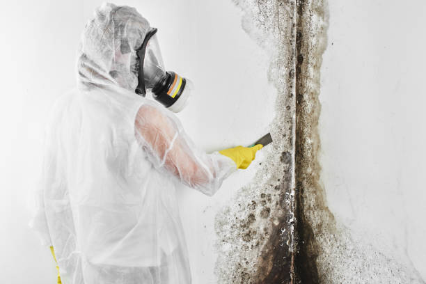 Whitemarsh Island, GA Mold Removal Company