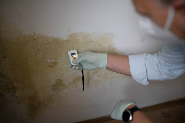 Best Mold Damage Repair  in Whitemarsh Island, GA