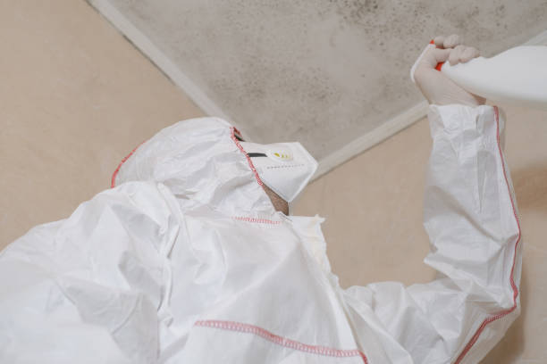 Best Mold Remediation Experts  in Whitemarsh Island, GA