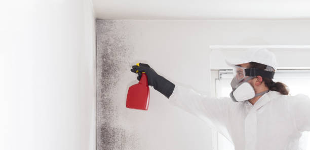 Attic Mold Removal in Whitemarsh Island, GA