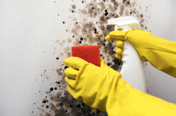 Best Mold Cleaning Services  in Whitemarsh Island, GA