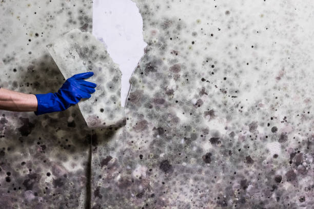 Professional Mold Removal in Whitemarsh Island, GA